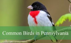 47 Common Birds in Pennsylvania (With Pictures and Identification)
