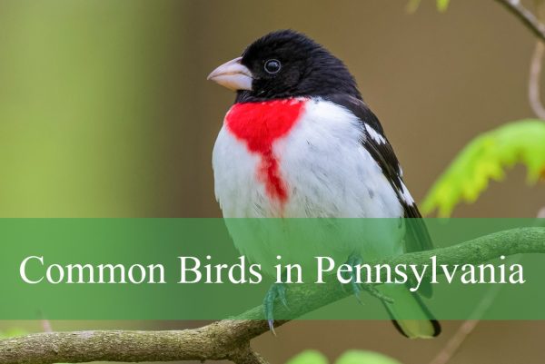Common Birds in Pennsylvania