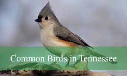 47 Common Birds in Tennessee​ (With Pictures and Identification)