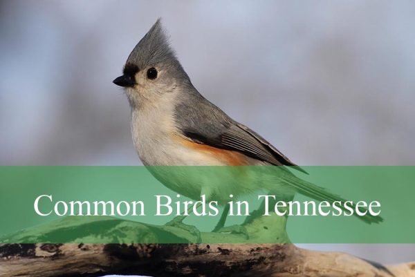 Common Birds in Tennessee​