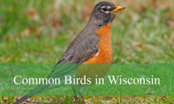 46 Common Birds in Wisconsin​ (With Pictures and Identification)
