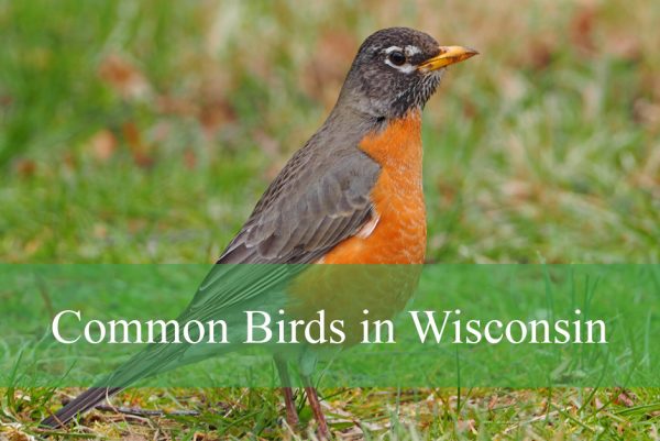 Common Birds in Wisconsin