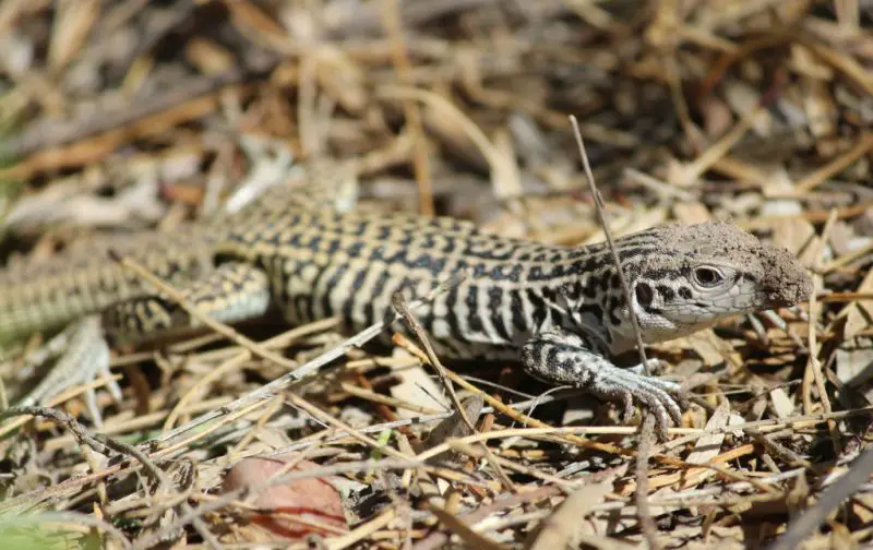 Lizards in Colorado