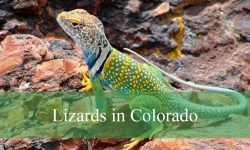 20 Lizards in Colorado (With Pictures and Identification)