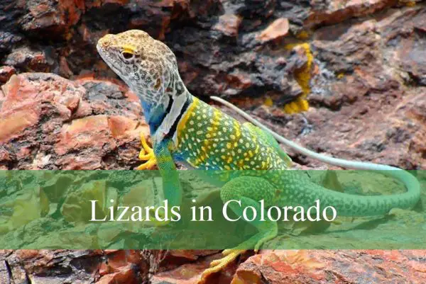 Lizards in Colorado