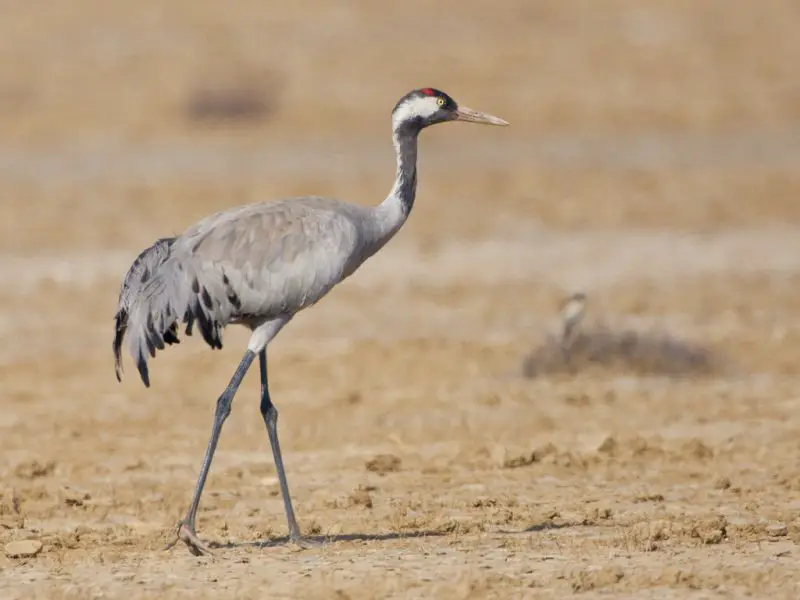 Types of Cranes in Nebraska
