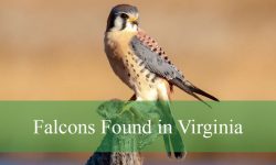 6 Species of Falcons in Virginia (With Pictures and Identification)