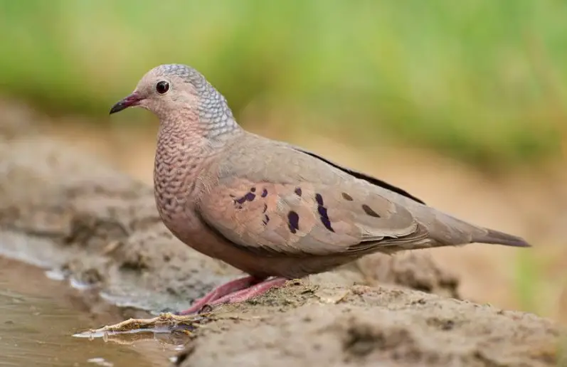 Doves in North Carolina