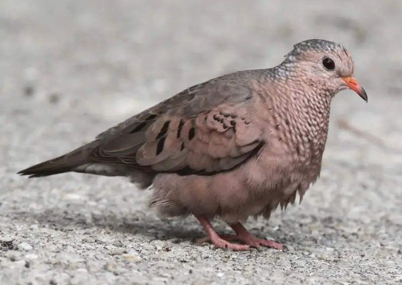 Doves in Arizona