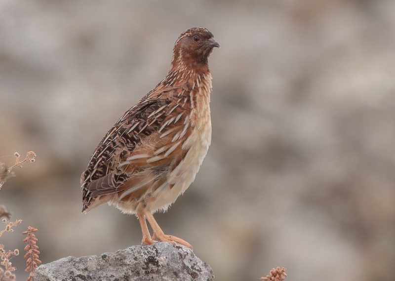 Quail in California