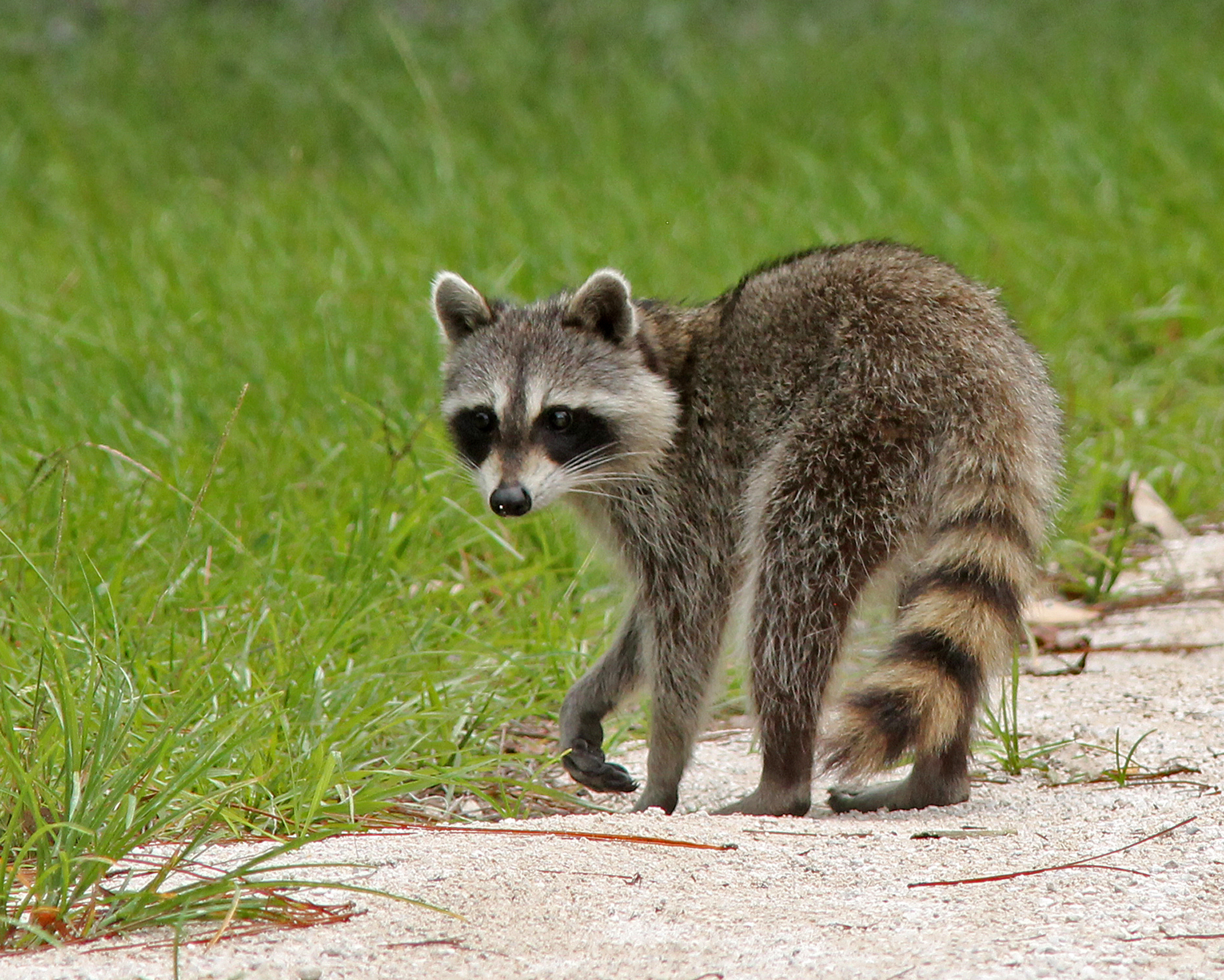 Raccoons in Florida