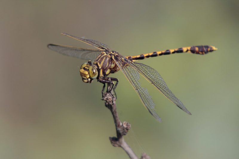Dragonflies in Ohio