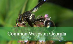 30 Common Wasps in Georgia (With Pictures and Identification)