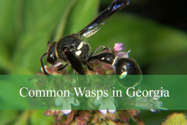 Common Wasps in Georgia