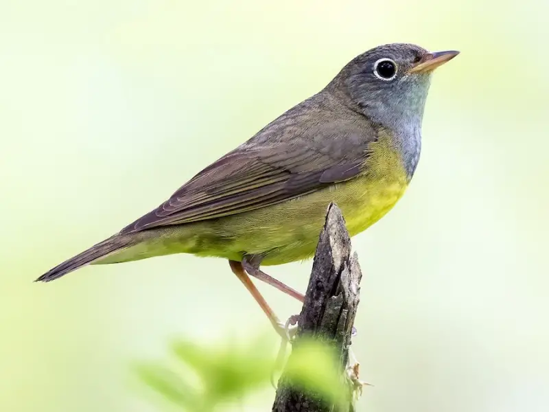 Warblers in Wisconsin