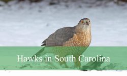 10 Hawks in South Carolina (With Pictures and Identification)