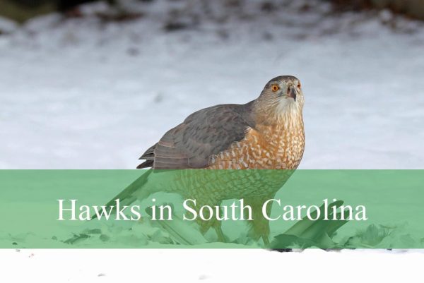 Hawks Found in South Carolina