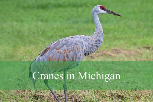 Cranes in Michigan