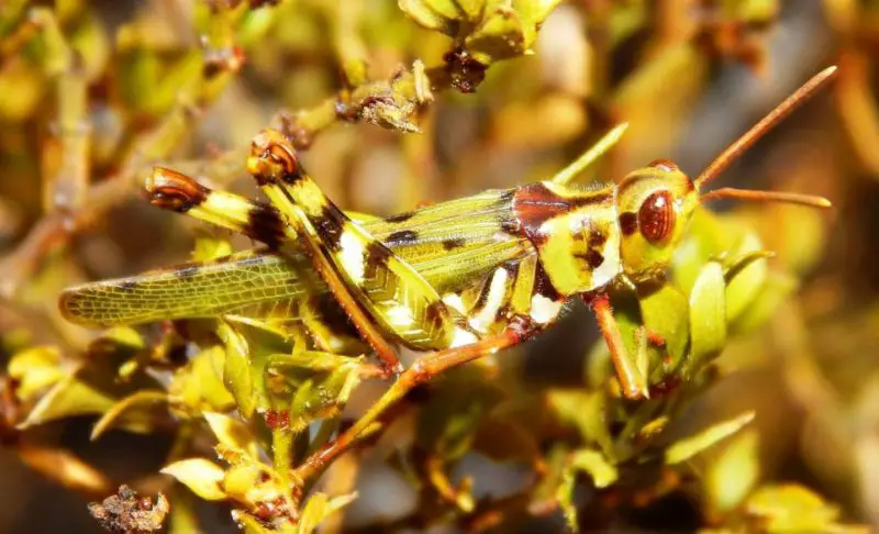Grasshoppers in California