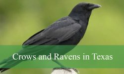4 Types of Crows and Ravens in Texas (Pictures and Identification)