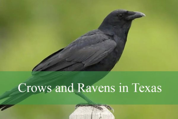 Crows and Ravens in Texas