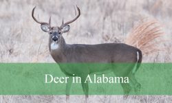 3 Subspecies of Deer in Alabama (With Pictures and Identification)
