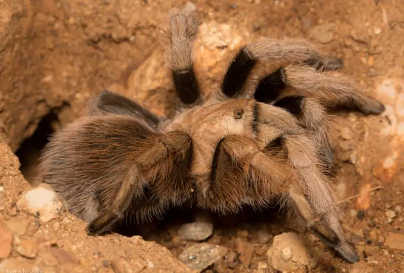 Tarantulas in Texas