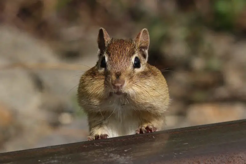 Squirrels in Wisconsin