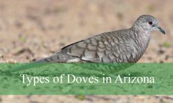 9 Types of Doves in Arizona (With Pictures and Identification)