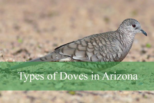 Doves in Arizona