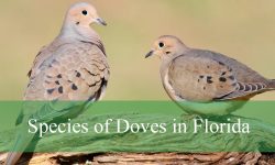 11 Species of Doves in Florida (With Pictures and Identification)
