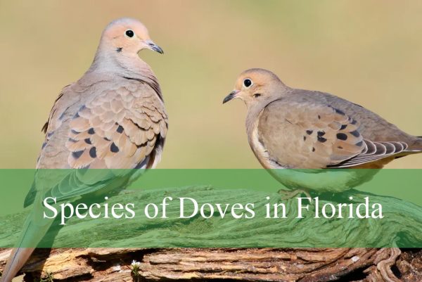 Doves in Florida