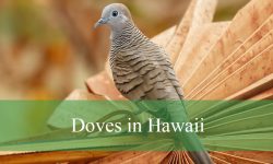 6 Types of Doves in Hawaii (With Pictures and Identification)