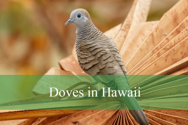 Doves in Hawaii