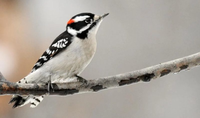 Woodpeckers in Utah