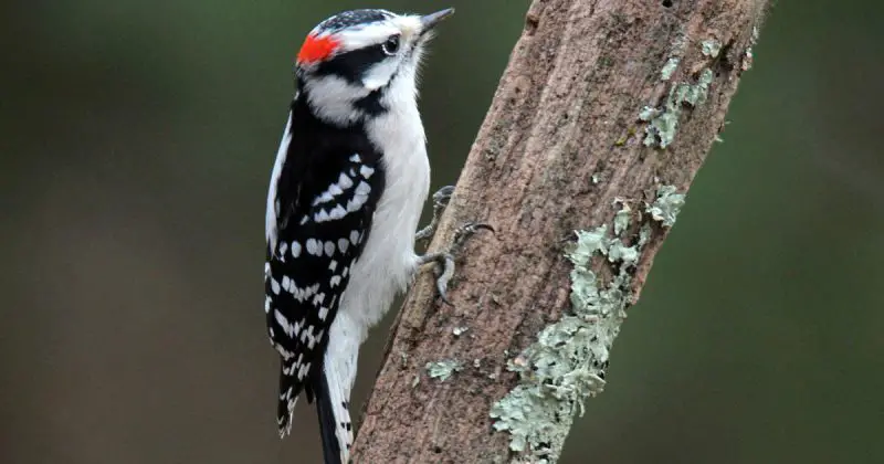 Woodpeckers in Colorado