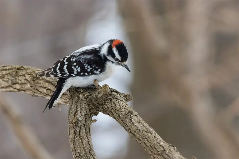 Woodpeckers in Vermont