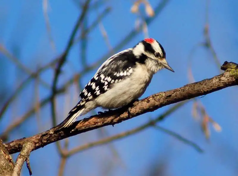 Woodpeckers in Tennessee