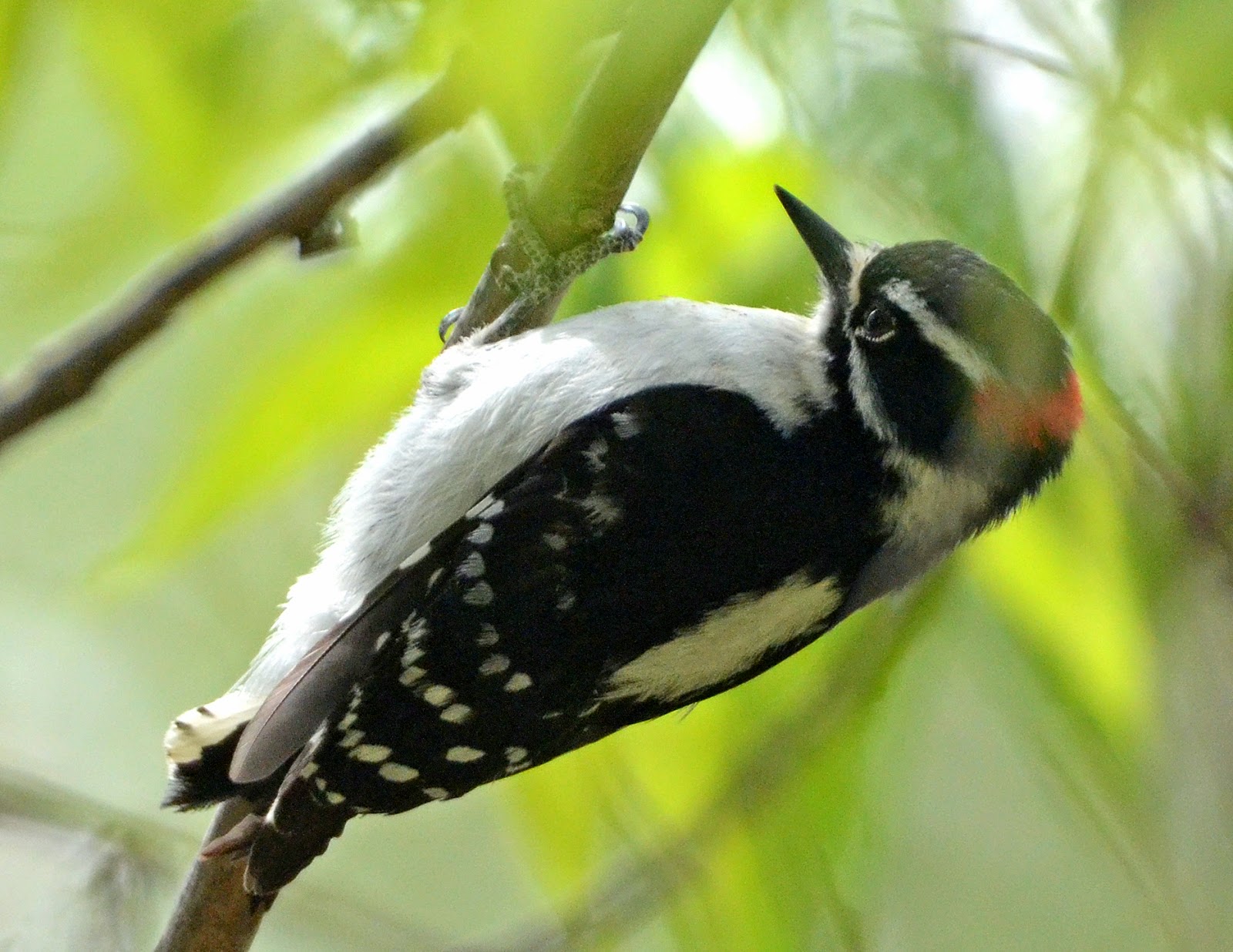 Woodpeckers in New Hampshire