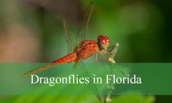 25 Dragonflies in Florida (With Pictures and Identification)