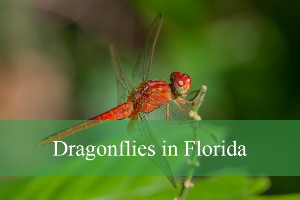 Dragonflies in Florida