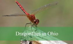 30 Common Dragonflies in Ohio (With Pictures and Identification)