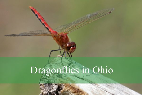Dragonflies in Ohio