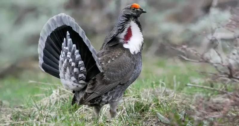 Types of Grouse in Colorado