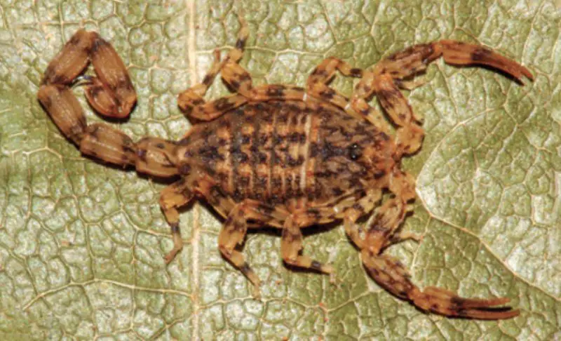 Scorpions in Alabama
