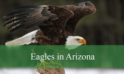 3 Types of Eagles in Arizona (With Pictures and Identification)