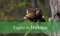 2 Types of Eagles in Michigan (With Pictures and Identification)