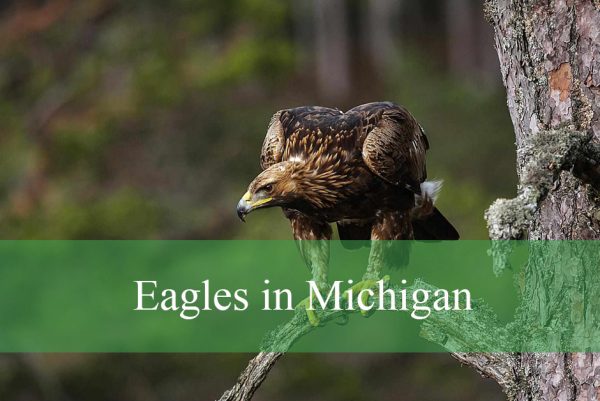 Eagles in Michigan