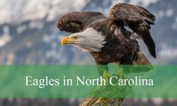 2 Types of Eagles in North Carolina (Pictures and Identification)