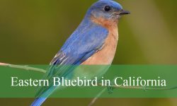 Discover the Beauty of the Eastern Bluebird in California’s Wild